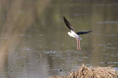 Bird flying over lake