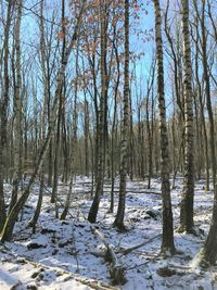 Bare trees on snow covered field