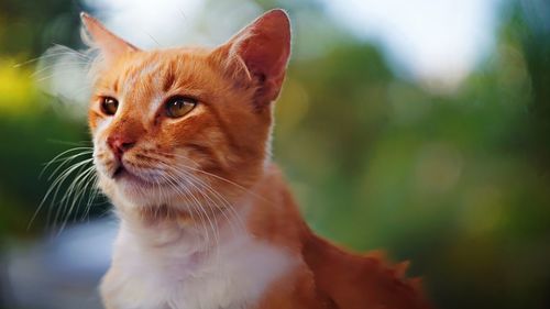 Portrait of ginger cat