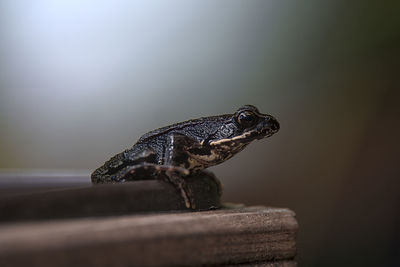 Close-up of lizard on rock