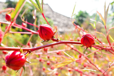 Close-up of red flowers blooming outdoors