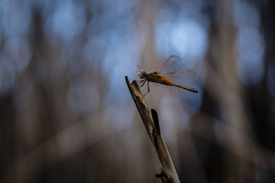 Close-up of dragonfly on plant
