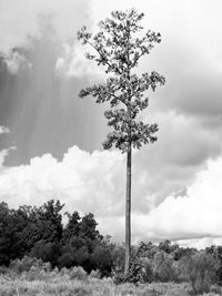 Trees on field against sky