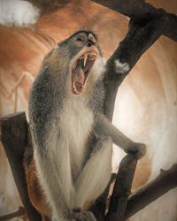 The wildest monkey that need to be loved