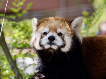 red panda