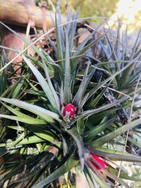 High angle view of red flowering plant