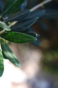 Close-up of fresh green plant