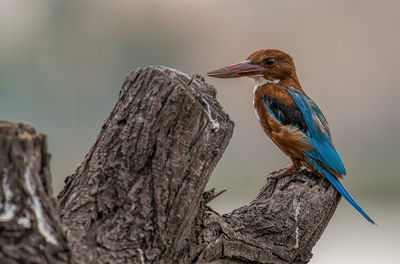 White throated kingfisher