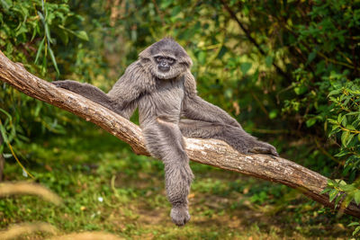 Monkey sitting on tree branch