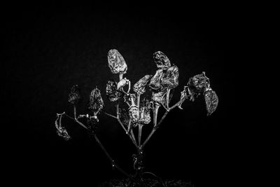 Close-up of plant against black background