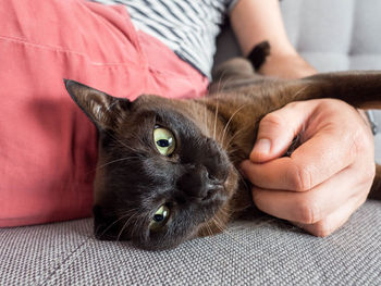 Full length of cat relaxing on person