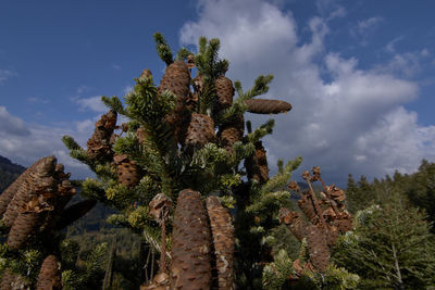 Low angle view of succulent plants and trees against sky