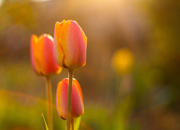 Close-up of tulip tulips