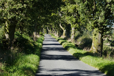 Footpath amidst trees