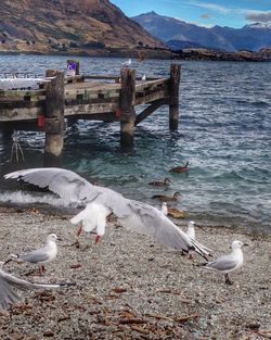 Birds in water