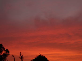 Low angle view of silhouette trees at sunset