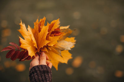 Female hand holding an armful of fallen yellow maple leaves