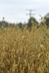 Close-up of plants growing in field