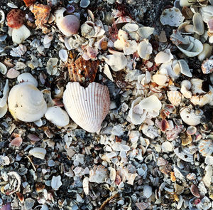 High angle view of shells on beach