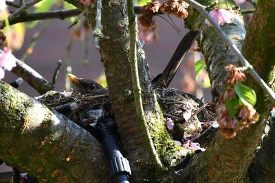 Close-up of birds perching on tree