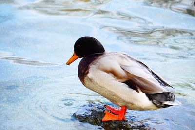 Close-up of duck swimming in lake