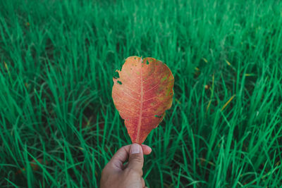 Close-up of hand holding leaf