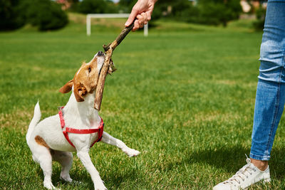 Owner walking dog at green field