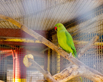 Close-up of parrot perching in cage