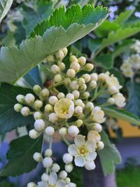 Close-up of plant growing on plant