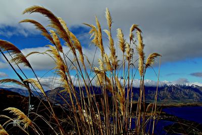 Close-up of plants against sky