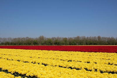 Scenic view of field against clear sky