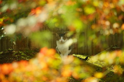 A tabby cat sitting in a japanese garden at autumn leaves season