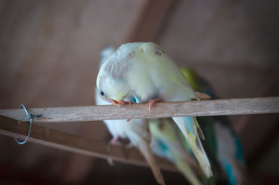 Close-up of parrot perching on wood