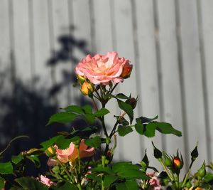 Close-up of pink rose