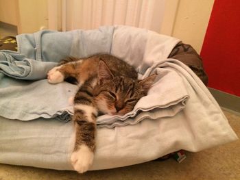 Cat lying on blanket