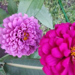 Close-up of bee on pink flowers