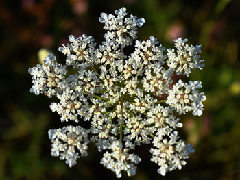 Close-up of white flowering plant