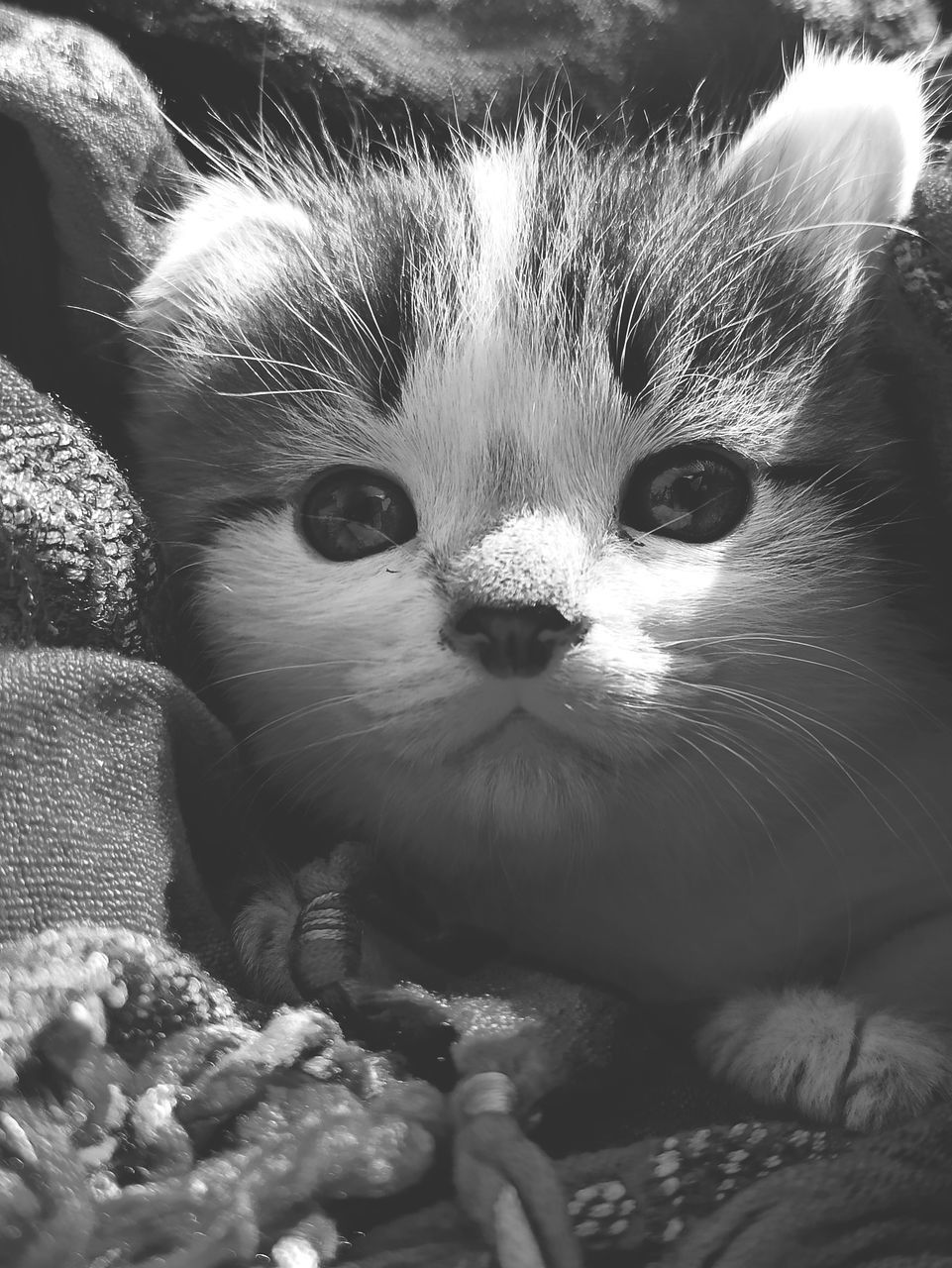 CLOSE-UP PORTRAIT OF A CAT WITH EYES