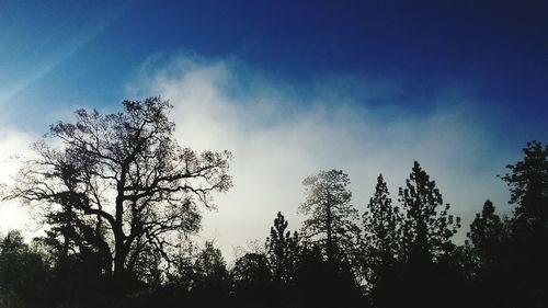 Low angle view of silhouette trees in forest against blue sky