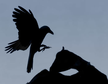 Low angle view of birds flying against clear sky