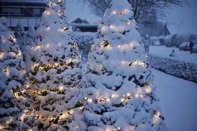 Close-up of snow on tree during winter