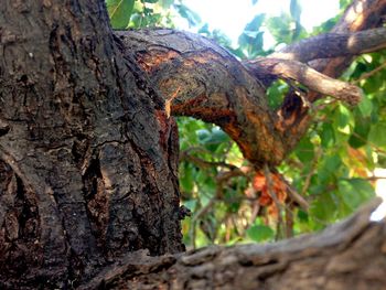 Close-up of tree trunk