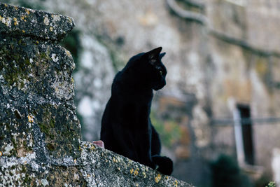 Black cat standing on rock