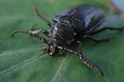 Close-up of insect