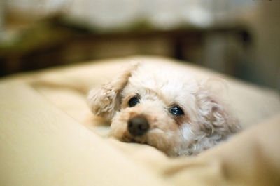 Close-up portrait of dog at home