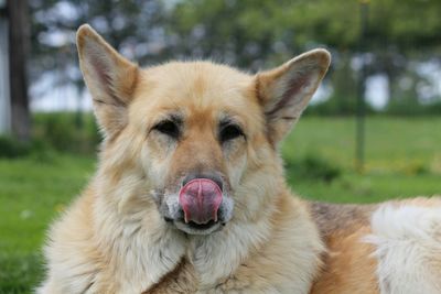 Mixed-breed dog sticking out tongue while relaxing at park