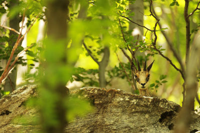 Squirrel on tree trunk