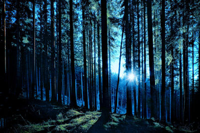 Trees in forest at night