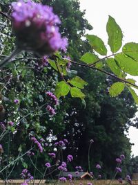 Low angle view of flower tree