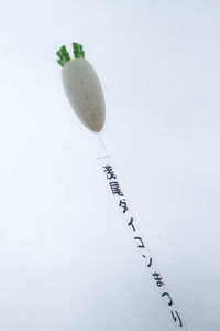 Lizard on white background